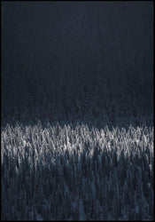 Black pines | INDRAMMET BILLEDE Indrammet billede ART COPENHAGEN   