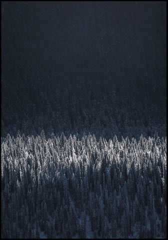 Black pines | INDRAMMET BILLEDE Indrammet billede ART COPENHAGEN   