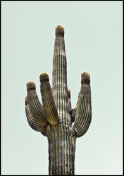 Saguaro | INDRAMMET BILLEDE Indrammet billede ART COPENHAGEN   