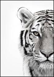 White Tiger | INDRAMMET BILLEDE Indrammet billede ART COPENHAGEN   