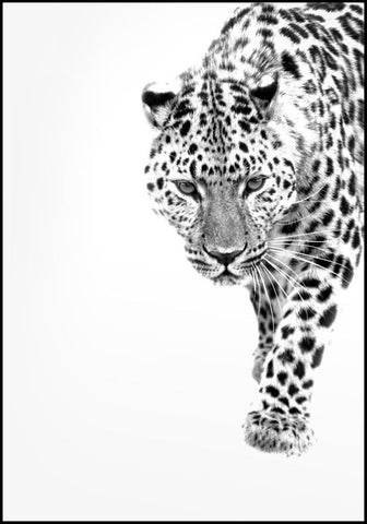 White Leopard | INDRAMMET BILLEDE Indrammet billede ART COPENHAGEN   