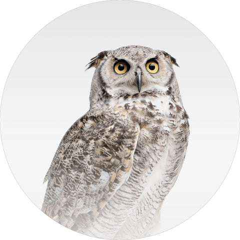 Misty Owl | CIRCLE ART Circle Art ART COPENHAGEN   