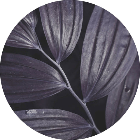 Dark plant 3 | CIRCLE ART Circle Art ART COPENHAGEN   