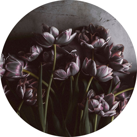 Dark tulips | CIRCLE ART