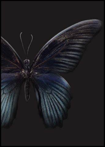 Black Butterfly | INDRAMMET BILLEDE Indrammet billede ART COPENHAGEN   