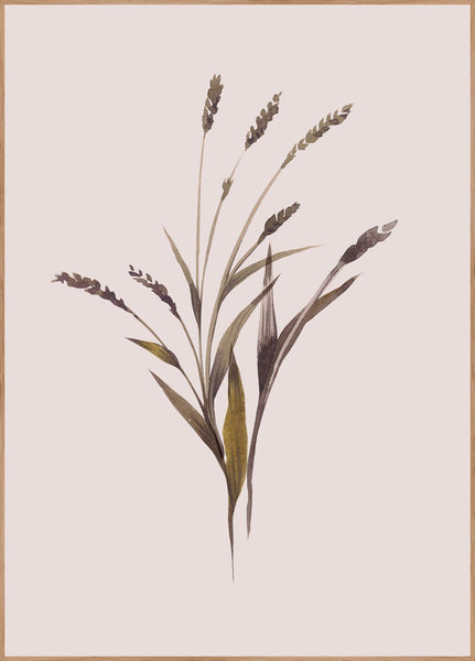 Wheat | INDRAMMET BILLEDE
