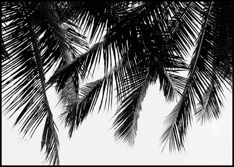 Black Palms | INDRAMMET BILLEDE Indrammet billede ART COPENHAGEN 30x40 Sort 
