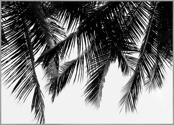 Black Palms | INDRAMMET BILLEDE Indrammet billede ART COPENHAGEN 30x40 Egeramme 