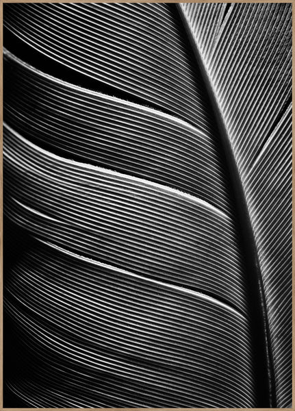 Black feather | INDRAMMET BILLEDE Indrammet billede ART COPENHAGEN 30x40 Egeramme 