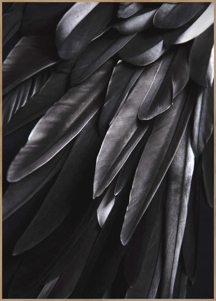 Black wing | INDRAMMET BILLEDE Indrammet billede ART COPENHAGEN 30x40 Egeramme 