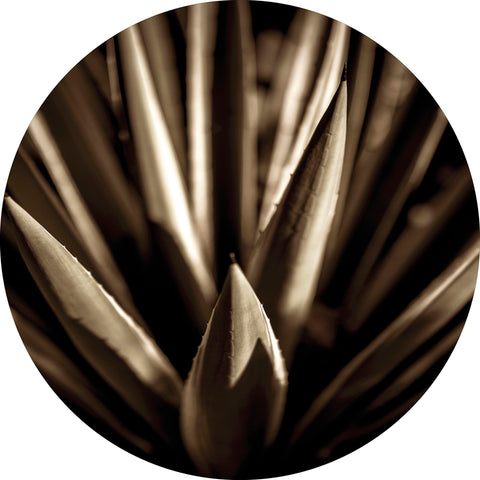 Agave gold | CIRCLE ART