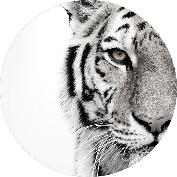White tiger | CIRCLE ART