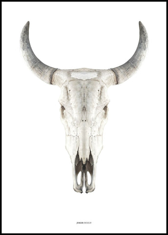 Cow skull | INDRAMMET BILLEDE