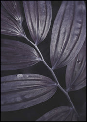 Dark plant 3 | INDRAMMET BILLEDE
