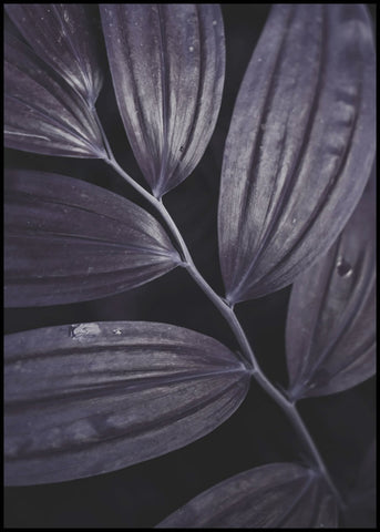 Dark plant 3 | INDRAMMET BILLEDE Indrammet billede ART COPENHAGEN 30x40 Sort 