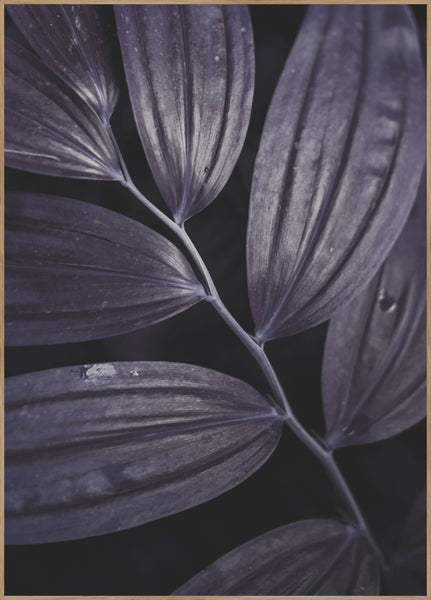 Dark plant 3 | INDRAMMET BILLEDE Indrammet billede ART COPENHAGEN 30x40 Egeramme 