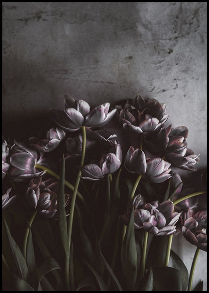 Dark tulips | INDRAMMET BILLEDE