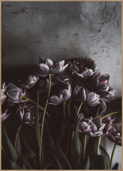 Dark tulips | INDRAMMET BILLEDE Indrammet billede ART COPENHAGEN 30x40 Egeramme 