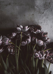 Dark tulips | PLAKAT