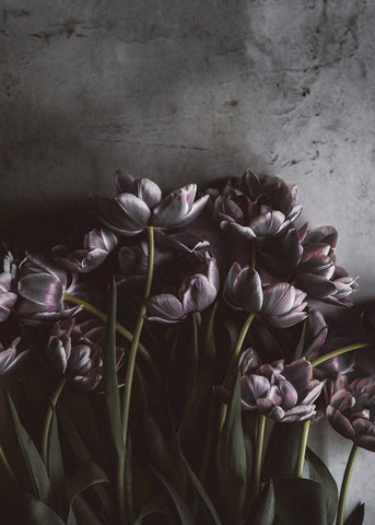 Dark tulips | PLAKAT Plakat MALERIFABRIKKEN   