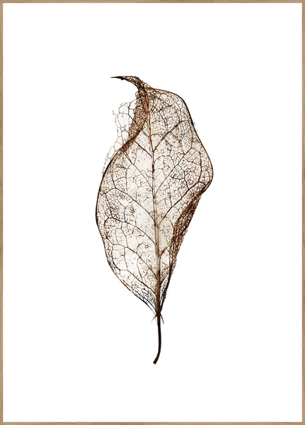 Leaf | INDRAMMET BILLEDE Indrammet billede ART COPENHAGEN   