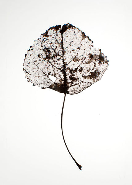 Leaf rustic | INDRAMMET BILLEDE Indrammet billede ART COPENHAGEN   
