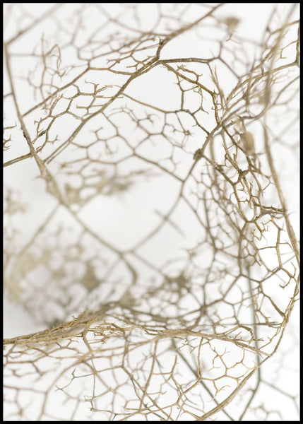 Leaf skeleton | INDRAMMET BILLEDE Indrammet billede ART COPENHAGEN 30x40 Sort 