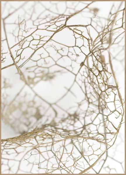Leaf skeleton | INDRAMMET BILLEDE Indrammet billede ART COPENHAGEN 30x40 Egeramme 
