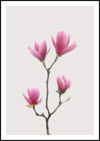 Magnolia 1 | INDRAMMET BILLEDE Indrammet billede ART COPENHAGEN   
