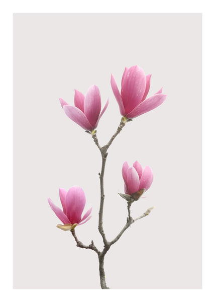 Magnolia 1 | INDRAMMET BILLEDE Indrammet billede ART COPENHAGEN   