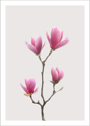 Magnolia 1 | PLAKAT Plakat MALERIFABRIKKEN   