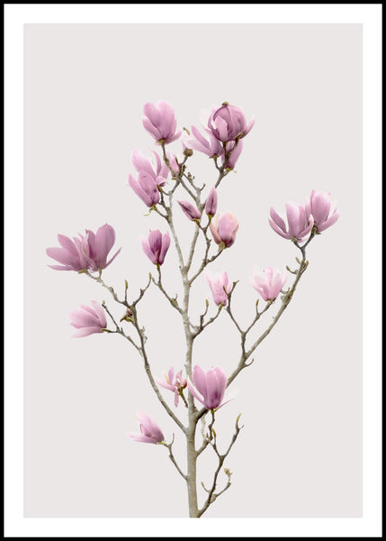 Magnolia 2 | INDRAMMET BILLEDE