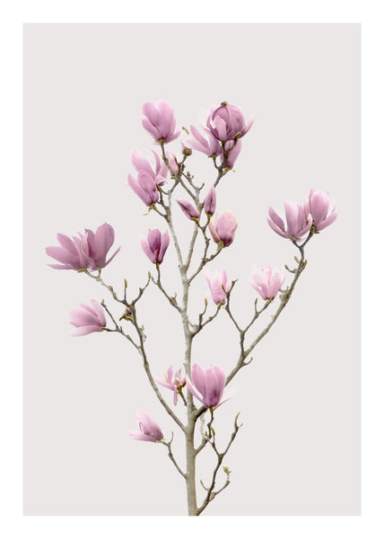 Magnolia 2 | INDRAMMET BILLEDE Indrammet billede ART COPENHAGEN   