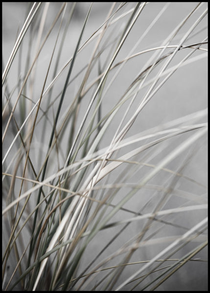 Mellow Grasses 1 | INDRAMMET BILLEDE