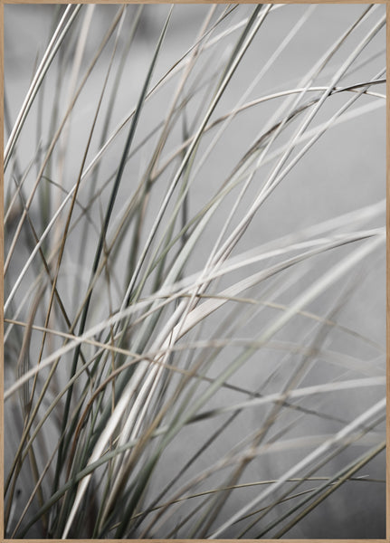 Mellow Grasses 1 | INDRAMMET BILLEDE Indrammet billede ART COPENHAGEN 30x40 Egeramme 