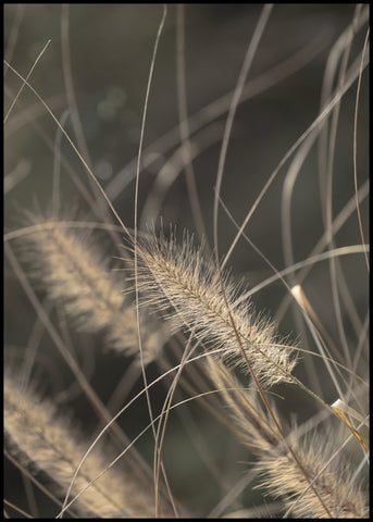 Mellow Grasses 2 | INDRAMMET BILLEDE Indrammet billede ART COPENHAGEN 30x40 Sort 