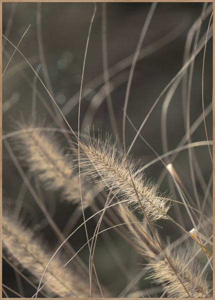 Mellow Grasses 2 | INDRAMMET BILLEDE Indrammet billede ART COPENHAGEN 30x40 Egeramme 