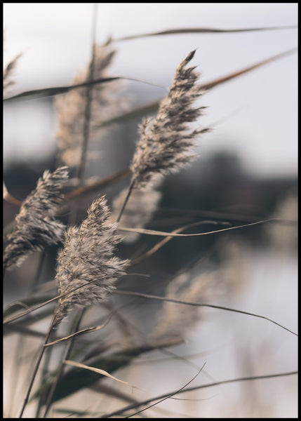 Mellow Grasses 3 | INDRAMMET BILLEDE