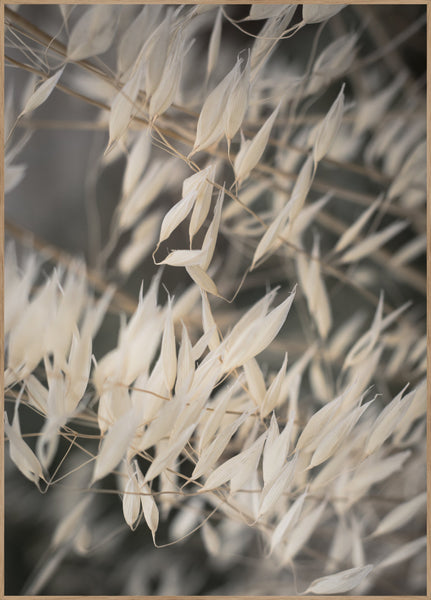 Mellow Grasses 4 | INDRAMMET BILLEDE Indrammet billede ART COPENHAGEN 30x40 Egeramme 