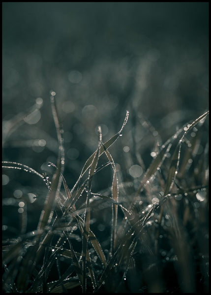 Mellow Grasses 5 | INDRAMMET BILLEDE