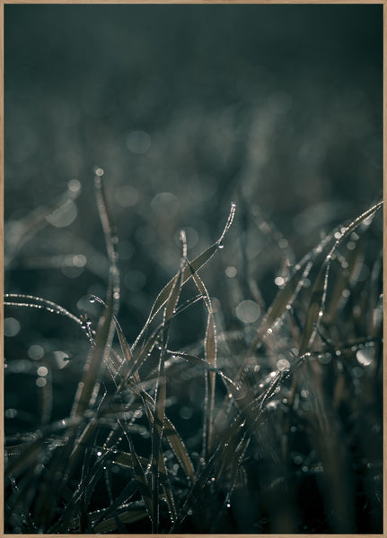 Mellow Grasses 5 | INDRAMMET BILLEDE Indrammet billede ART COPENHAGEN 30x40 Egeramme 