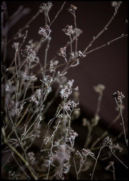 Mellow Grasses 6 | INDRAMMET BILLEDE