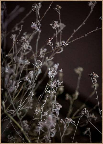 Mellow Grasses 6 | INDRAMMET BILLEDE Indrammet billede ART COPENHAGEN 30x40 Egeramme 
