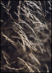 Mellow Grasses 7 | INDRAMMET BILLEDE Indrammet billede ART COPENHAGEN 30x40 Sort 