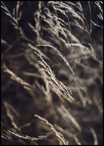 Mellow Grasses 7 | INDRAMMET BILLEDE