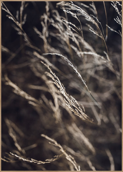 Mellow Grasses 7 | INDRAMMET BILLEDE Indrammet billede ART COPENHAGEN 30x40 Egeramme 
