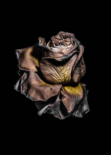 Metallic Rose | INDRAMMET BILLEDE Indrammet billede ART COPENHAGEN   