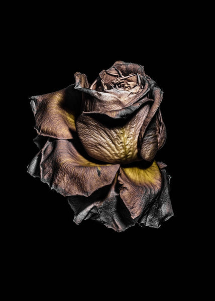 Metallic Rose | PLAKAT