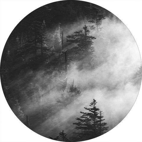 Misty pine woods | CIRCLE ART Circle Art ART COPENHAGEN   