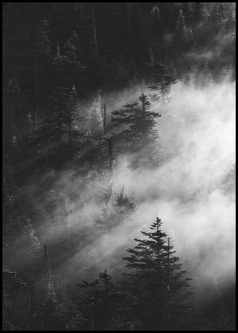 Misty pine woods | INDRAMMET BILLEDE Indrammet billede ART COPENHAGEN 30x40 Sort 